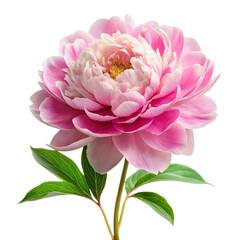 Peony flower white background