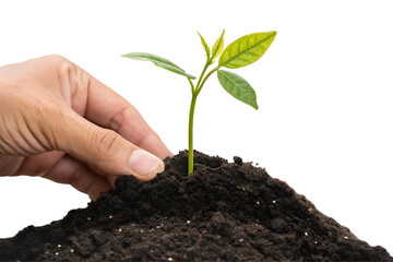 Planting new life hand nurturing seedling in soil concept of growth and environmental care