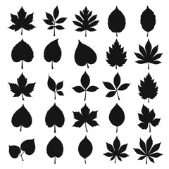 Collection of leaf icons. Black icons isolated on a white background. Vector illustration
