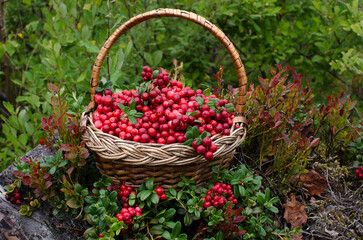 Wicker basket with cranberries in the woods. Close-up