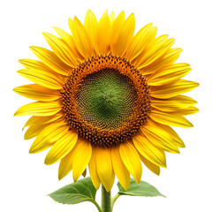 Fototapeta premium sunflower on white background