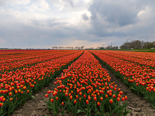 A stunning low-angle aerial shot of tulip fields in full bloom, displaying meticulously arranged...