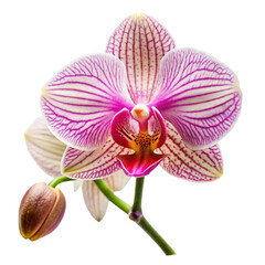 Fototapeta premium orchid isolated on white background