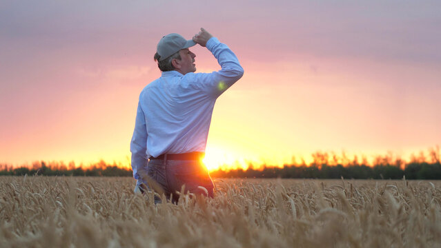 agriculture, wheat field, golden wheat farm field sunset, wheat field, business farm agriculture, agriculture, farmer ready devote life such important necessary cause growing wheat, close up face male