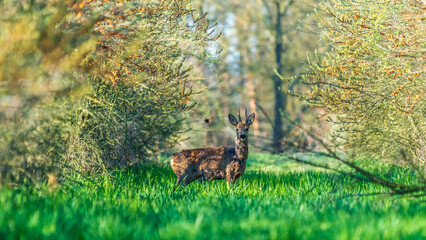 Ein Rehbock in der freien Natur