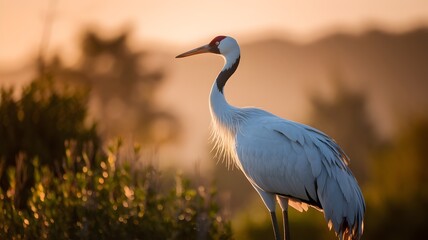 Fototapeta premium A graceful crane standing tall in a serene landscape, illuminated by the golden light of dawn or dusk. The bird has a long neck and beak, captured in a moment of calm elegance