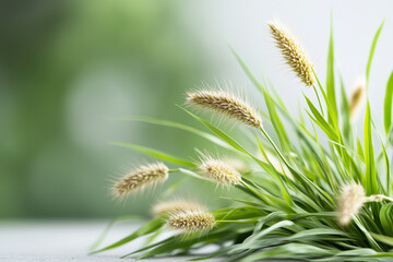 Obraz premium Delicate Clusters Of Light Beige Grass In Soft Focus