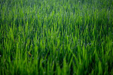 Dew on a Rice Field