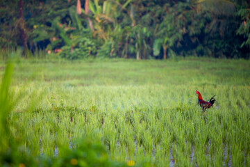 Rooster in a Rice Field