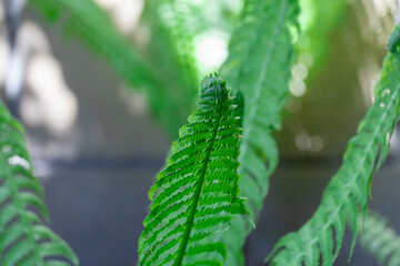Green seedling of foliage fern nephrolepis exaltata planted in garden close up. Lush leafs boston or sword fern in monotypic family lomariopsidaceae. Ruffles plant family nephrolepidaceae cultivated.
