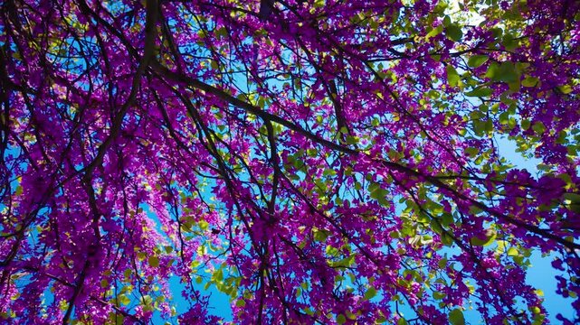 blooming tree Judas tree against a blue sky