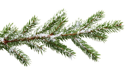 Close-Up of Snow-Covered Evergreen Tree Branch Isolated on White Background – Winter Nature Element for Seasonal, Holiday, and Botanical Design Projects