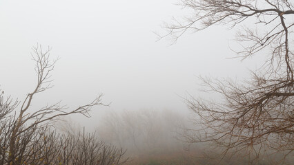 Ramas entre la niebla
