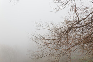 Ramas entre la niebla