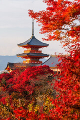 Obraz premium Kiyomizudera temple with red maple leaves in autumn, Kyoto
