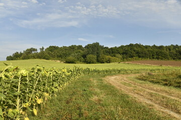 Chemin longeant un champ de tournesols vers une colline boisée au bourg de Champagne au Périgord Vert  © Photocolorsteph