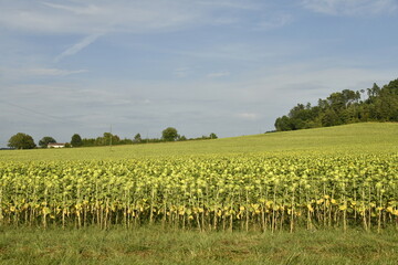 Champ de tournesol au pied d'une colline près du bourg de Champagne au Périgord Vert  © Photocolorsteph