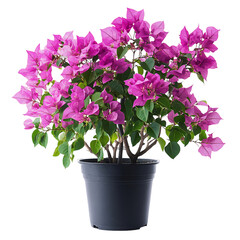A Lush Potted Bougainvillea Plant with Pink Flowers Isolated on Transparent Background