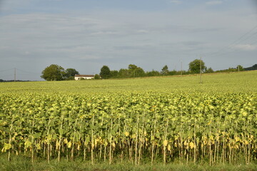 Champ de tournesol au pied d'une colline près du bourg de Champagne au Périgord Vert  © Photocolorsteph
