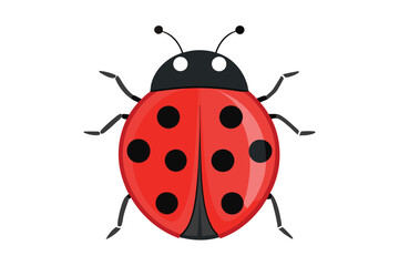Red ladybug vector illustration on white background