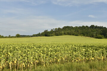Champ de tournesol au pied d'une colline près du bourg de Champagne au Périgord Vert 