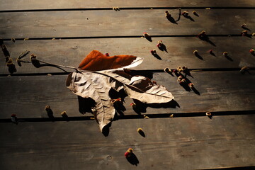 Fallen dry leaves and flowers in the city park