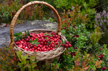 Wicker basket with cranberries in the woods. Close-up
