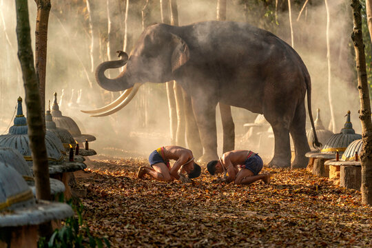 Muay Thai Fighters Bowing in Forest Temple with Elephant at Sunset. Traditional Martial Arts Respect Ritual in Rural Thailand. - Powered by Adobe