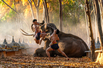 Muay Thai Fighters Training Beside Elephant in Forest Temple. Traditional Martial Arts Practice in...