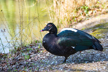 Young male myscovy duck on the lake shore