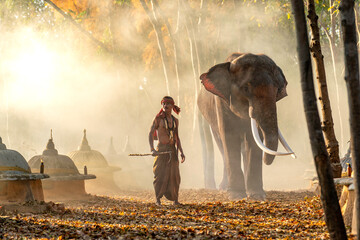 Traditional Asian Mahout Standing Beside Elephant in Forest. Portrait of an Asian Mahout Beside Elephant.
