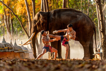 Beautiful scene of Muay Thai fighters training in forest with elephant in Surin, Thailand