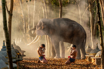 Beautiful scene of Muay Thai fighters training in forest with elephant in Surin, Thailand