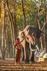 Naklejka premium Portrait of an Asian Mahout Beside Elephant. Traditional Asian Mahout Standing Beside Elephant in Forest.