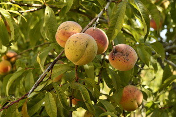 Prunes rouge-orangées en maturation sur un des pruniers à Champagne au Périgord Vert 