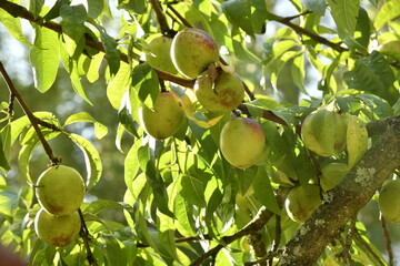 Prunes rouge-orangées en maturation sur un des pruniers à Champagne au Périgord Vert 