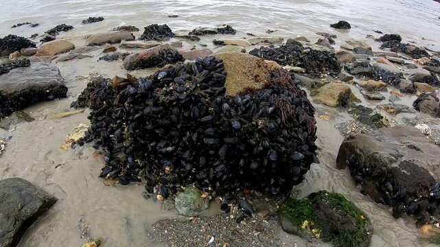 Patagonian fauna. Marine shellfish in wild habitat. Closeup view of a bunch of black mussels in a rock at shore