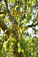 Prunes rouge-orangées en maturation sur un des pruniers à Champagne au Périgord Vert 