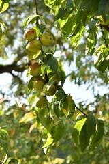 Prunes rouge-orangées en maturation sur un des pruniers à Champagne au Périgord Vert 