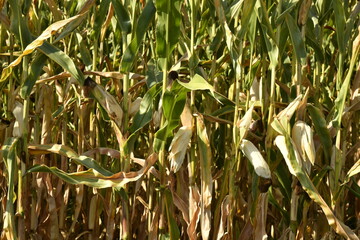 Épis de maïs mûres pour la récolte près du bourg de Champagne au Périgord Vert  © Photocolorsteph