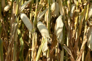 Épis de maïs mûres pour la récolte près du bourg de Champagne au Périgord Vert  © Photocolorsteph