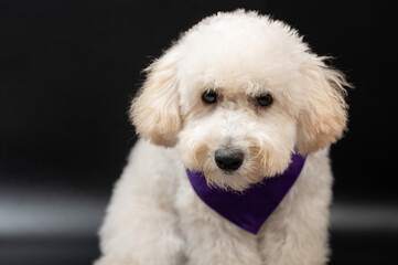 Close up of white poodle puppy dog