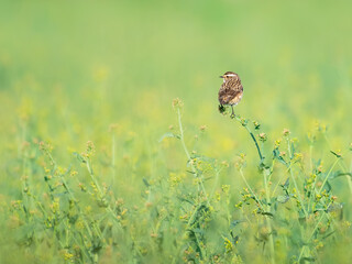 Beautiful whinchat (Saxicola rubetra)