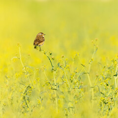 whinchat on rape seed