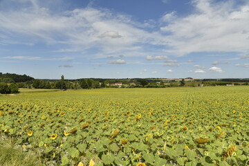 Plantation de tournesols à perte de vue sous un ciel d'été à Champagne au Périgord Vert 