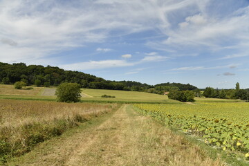 Chemin pour les engins agricoles Près du bourg de Champagne au Périgord Vert   © Photocolorsteph