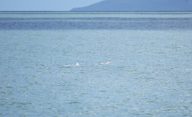 Pair of pink dolphins found at the sea surface during the DOLPHIN SPOTTING in the gulf of Thailand, Donsak District, Surat Thani Province, Thailand