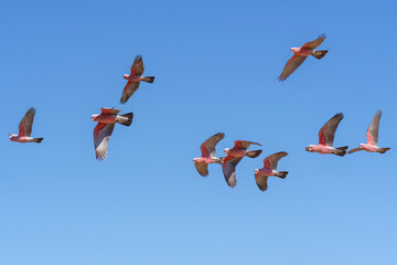 Flying Galahs in blue Sky, Cockatoos in Outback of Western Australia, Australia, Down under