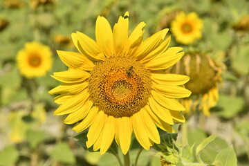 Abeille pollnisant les graines d'un tournesol à Champagne au Périgord Vert 