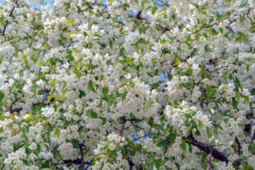 Beautiful apple tree with white flowers. The branches are covered with flowers.